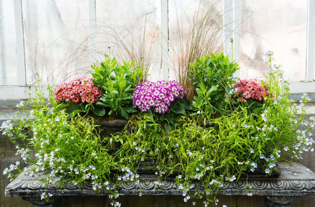 Thrillers, Fillers, and Spillers for Your Window Boxes