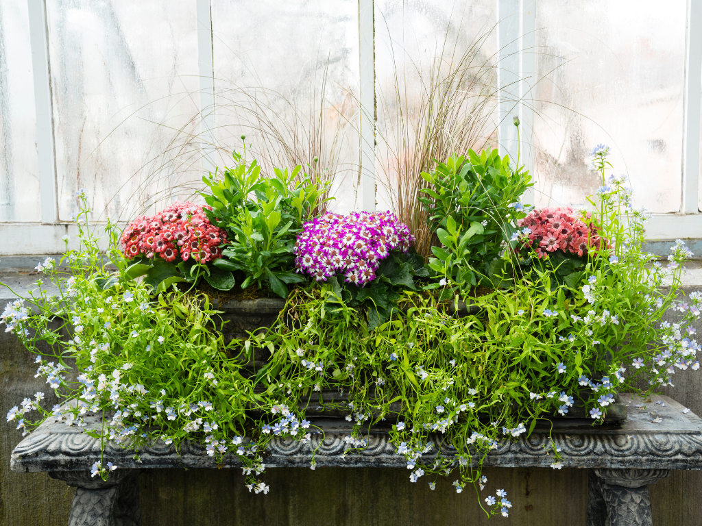 Thrillers, Fillers, and Spillers for Your Window Boxes